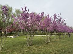 -洨河生态公园