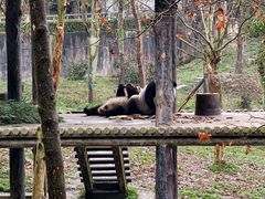 -中国大熊猫保护研究中心雅安碧峰峡基地