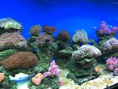 -御唐府海珊瑚主题餐厅