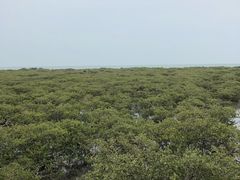 -北海金海湾红树林生态旅游区