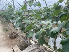 -马陆小张葡萄园农家乐