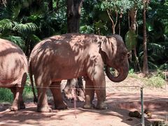 -深圳野生动物园