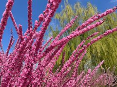 -永定河休闲森林公园