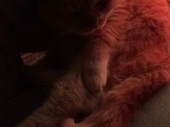 -Sirena海妖日咖夜酒