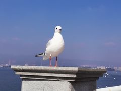 -桥香园云南过桥米线(金马碧鸡店)