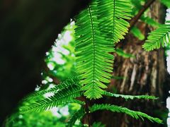 -国家植物园