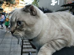 -猫咪博物馆(顶澳仔猫街店)