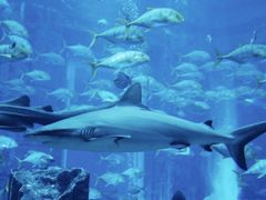 -迪拜水族馆及水下动物园