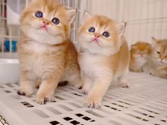 -喵的天空名猫咖啡馆·撸猫·猫舍·用品