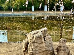 -桃花堤公园
