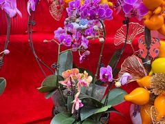 -越秀西湖花市(广州城市广场花卉店)