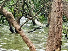 -宝安西湾红树林湿地公园