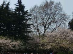 -武汉大学-樱园