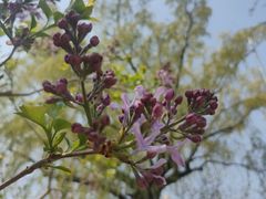 -龙湖星悦荟(颐和店)