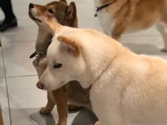 -柴务处·柴犬主题狗咖