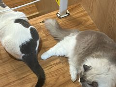 -MOCHA明星猫咖(田子坊店)
