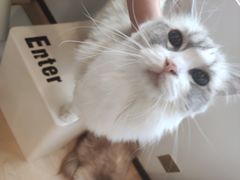-有喵·猫咖·狗咖·30几只猫10只小狗(岗厦店)