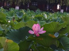 -四川大学(望江校区)
