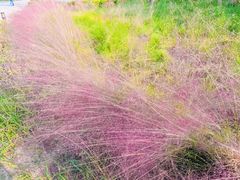 -春花秋色城市公园