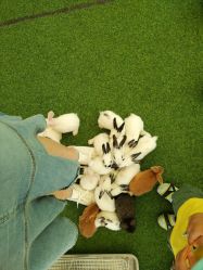 -萌宠亲子动物乐园(槐房万达店)