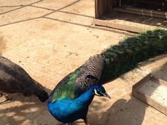 iphone_upload_pic-意大利农场度假村