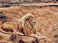 -石家庄市动物园