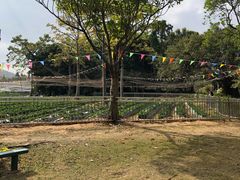 -南沙蒲洲花园