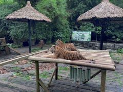 -广州长隆野生动物世界