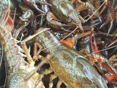 龙虾-王红军龙虾(新民路店)