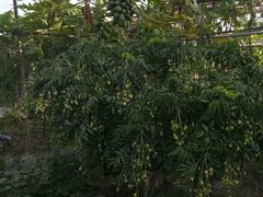 黄皮果-润记农家菜