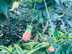 -南宫五洲植物乐园