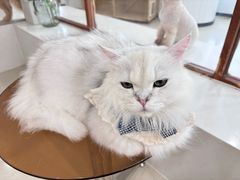 -共舞时光猫咖·狗咖(新街口店)