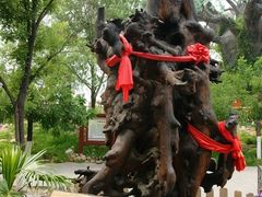 -大槐树寻根祭祖园