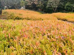 -王借岗森林公园