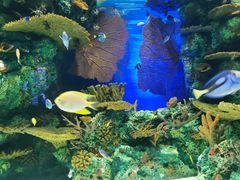 -上海海洋水族馆