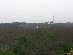 -紫颐香薰山谷景区
