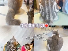 -猫儿山۰猫主题餐厅