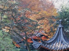 -十八棵（老龙井）御茶园(老龙井店)