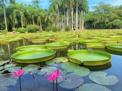 -中国科学院西双版纳热带植物园