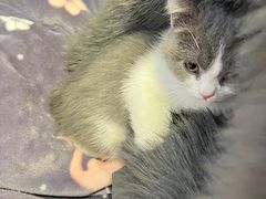 -欣宠猫屋·矮脚拿破仑·蓝金金渐层