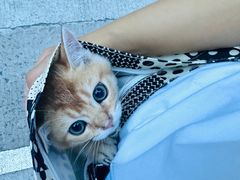 -动物缘宠物医院·骨科·猫科(西二环店)