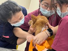-美联众合爱康动物医院•复杂内科•肿瘤科•牙科•腔镜诊疗中心