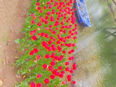 -上海滨江森林公园