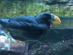 -西雅图水族馆