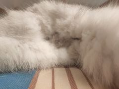 -创凡宠物医院·骨专科  猫科中心(西乡分院)
