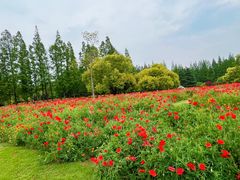 -上海滨江森林公园