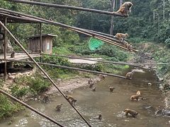 -西双版纳原始森林公园