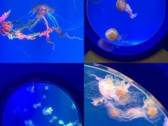 -海合安青岛极地海洋公园