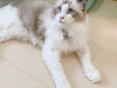 -猫在这儿猫咪咖啡馆·撸猫馆
