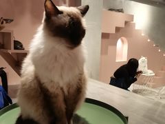 -猫儿山۰猫主题餐厅